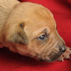 Rescue Dog